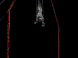 rings1.gif
